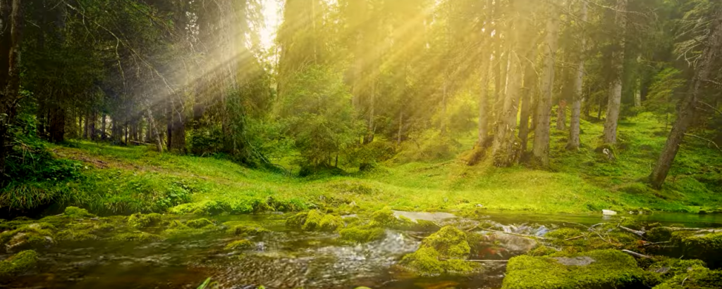 ノーシスセンターGnosis Japan